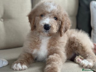 Mixed Breed dogs F1B SAINTBERNADODLE BRAMLEY BOY NOVA B/W GIRL - Advert 1