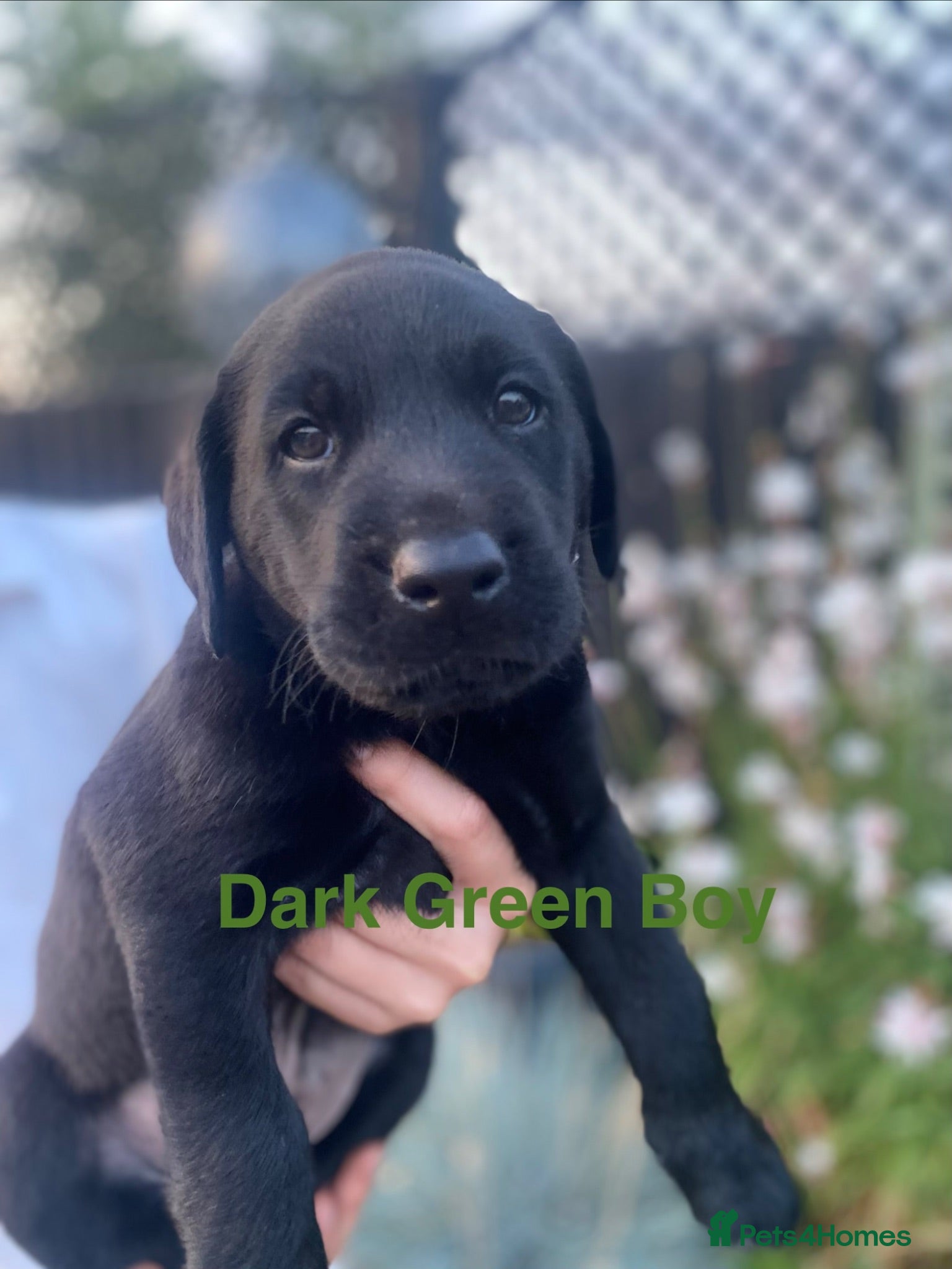 Labrador Retriever dogs Stunning Labrador Puppies  - Advert 12