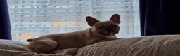 French Bulldog dogs for stud: Milo for stud - Advert 2