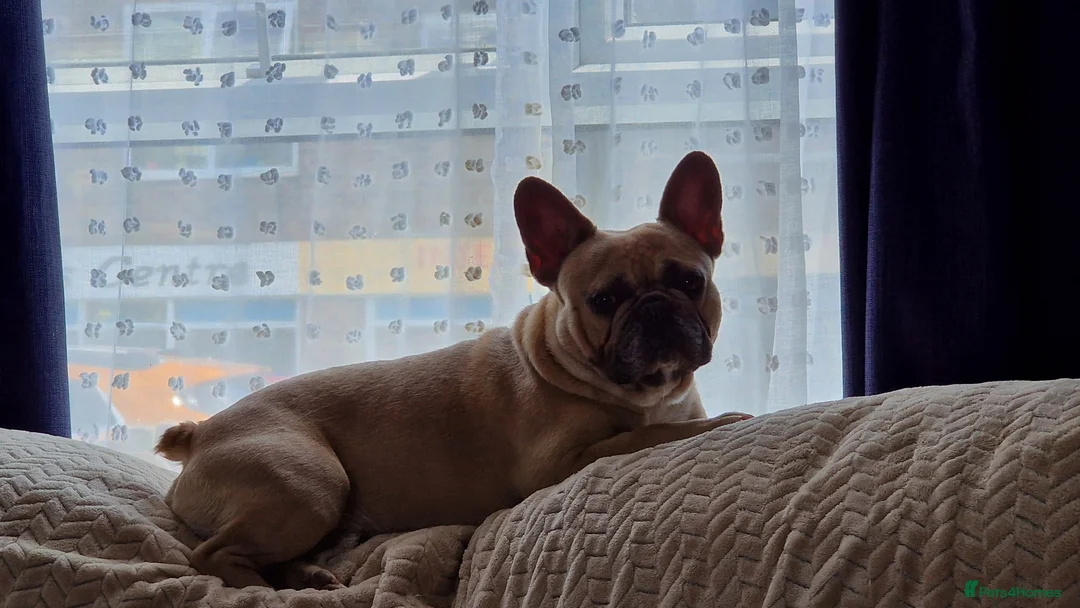 French Bulldog dogs for stud: Milo for stud - Advert 2