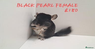 Chinchilla rodents - Advert 3