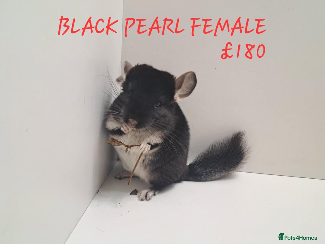 Chinchilla rodents for sale: STUNNING BABIES CHINCHILLA MIX COLOURS AND GENDER  - Image 4