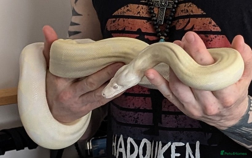 Boa Snake reptiles Snow Boa Constrictor Female  - Advert 1