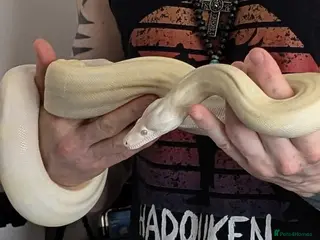 Boa Snake reptiles Snow Boa Constrictor Female - Advert 1