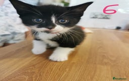 Mixed Breed cats for sale: Beautiful kittens ready now - Image 23