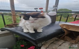 Mixed Breed cats for sale: Mixed ragdol /Turkish angora  - Image 8