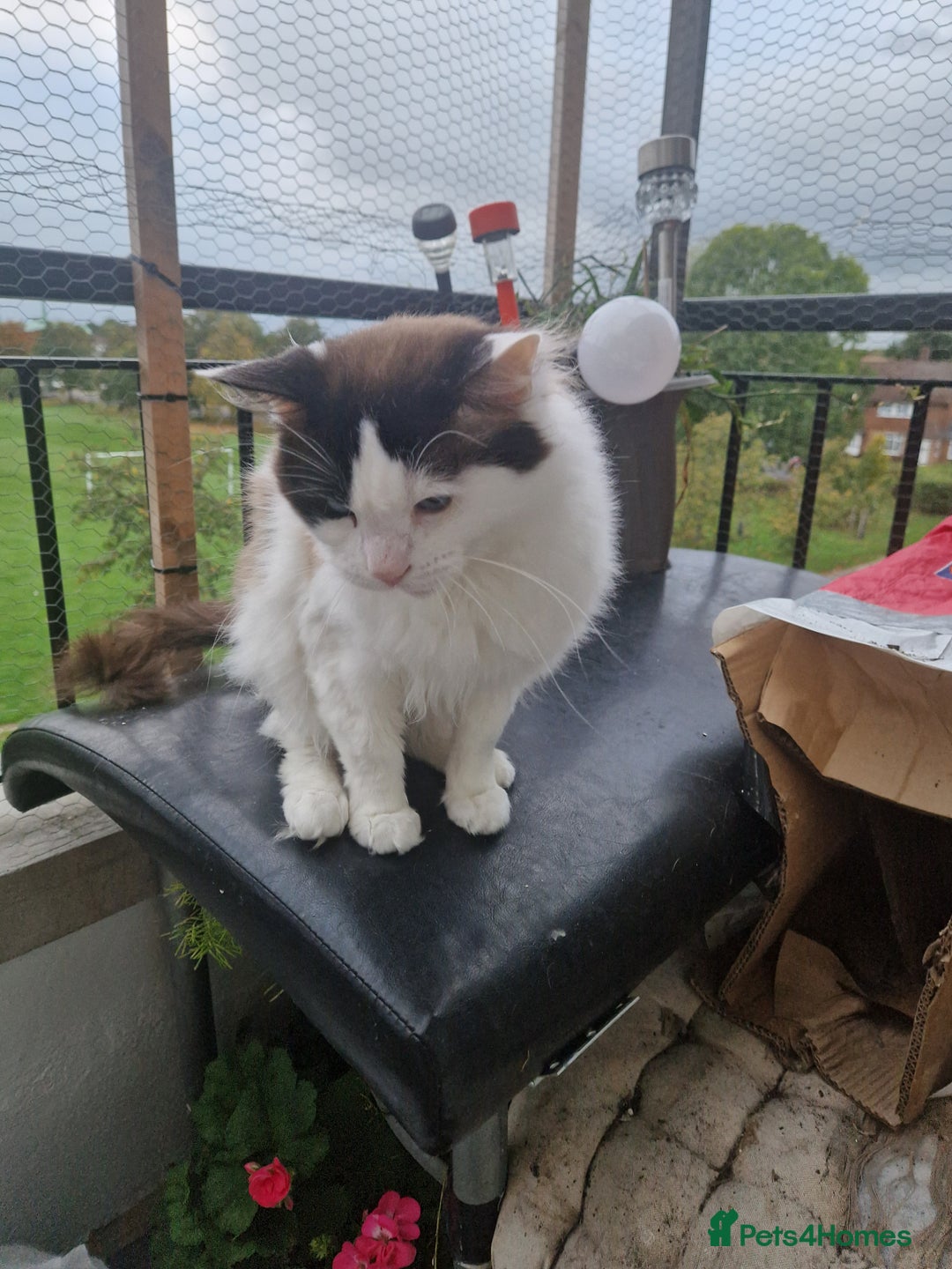 Mixed Breed cats for sale: Mixed ragdol /Turkish angora  - Image 8