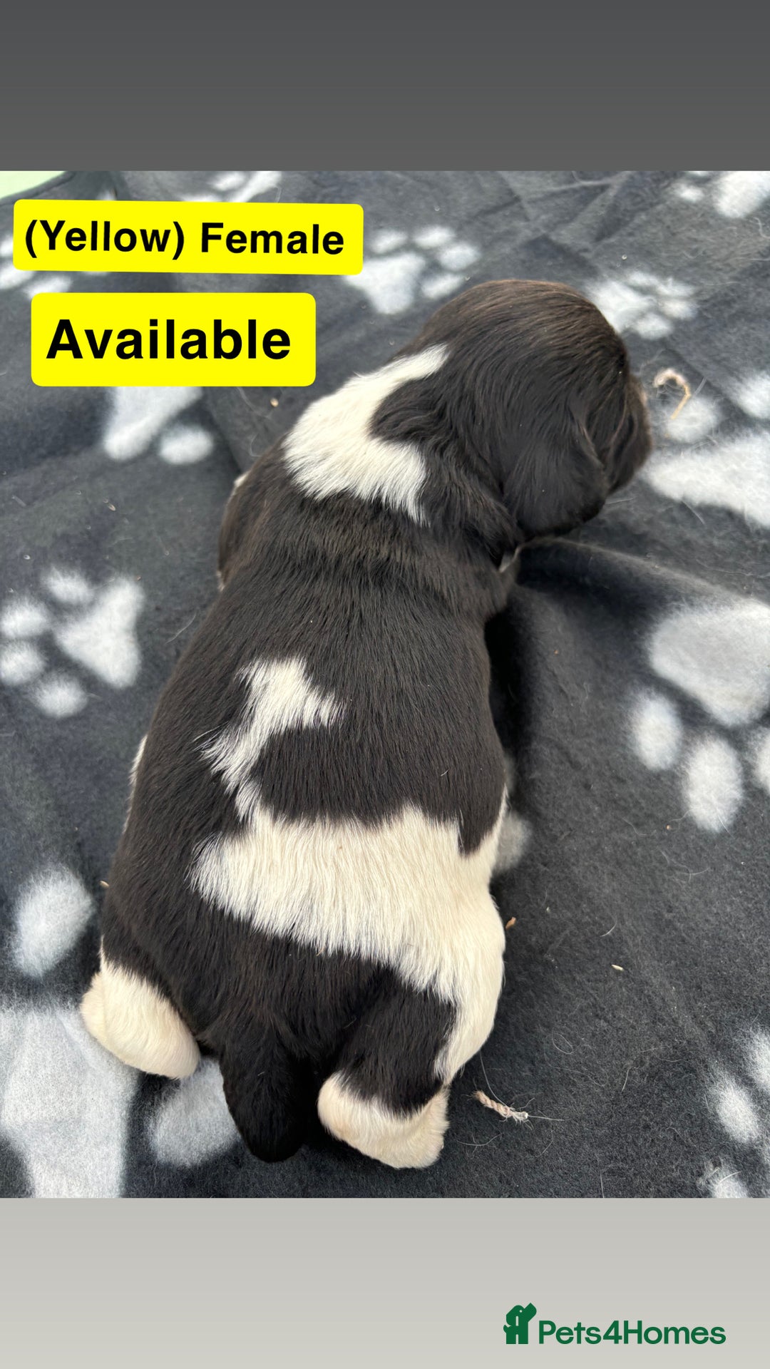 English Springer Spaniel dogs for sale: Gorgeous marked English Springer Spaniel pups  - Image 18