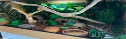 Python Snake reptiles for sale: Rain, the Royal Python - 1 Year 9 Months in Billingham - Advert 4