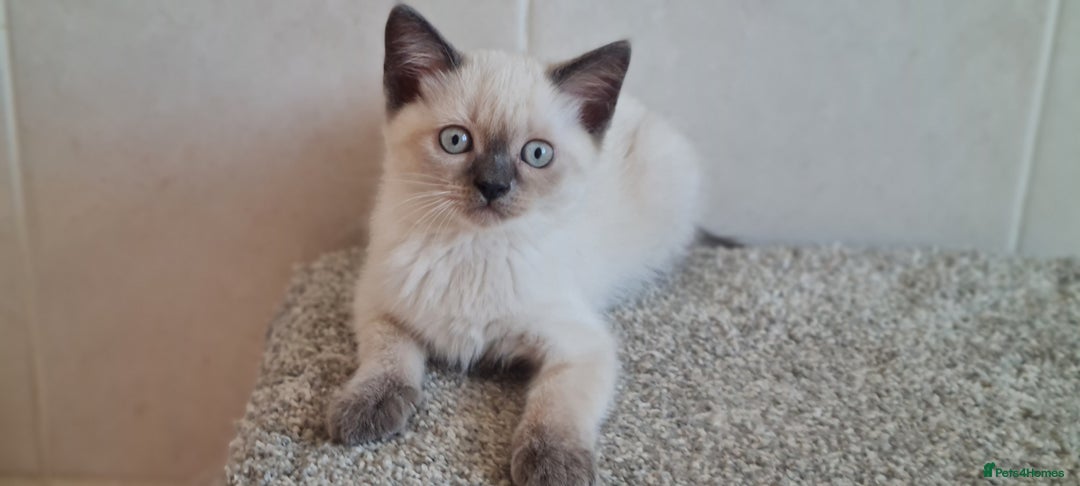 British Shorthair cats for sale: British Blue shorthair, Lilac, Colorpoint Kittens - Image 19