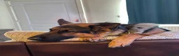 German Shepherd dogs for sale: Beautiful 2 year old  male German shepherd  in Kidwelly - Advert 5