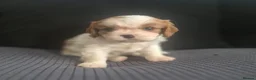 Cavalier King Charles Spaniel dogs for sale: Stunning cavalier king charles puppies - Advert 5