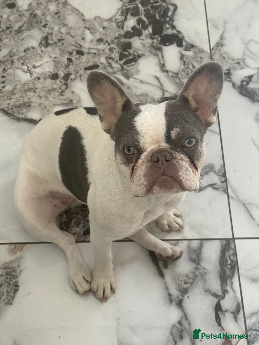 French Bulldog dogs for sale: French bull dog 10 month old for sale  - Advert 1