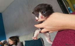 Mixed Breed cats for sale: One little black and white boy left - Image 4