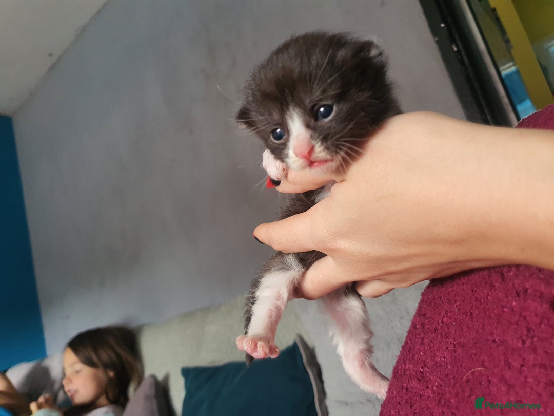 Mixed Breed cats for sale: One little black and white boy left - Image 4