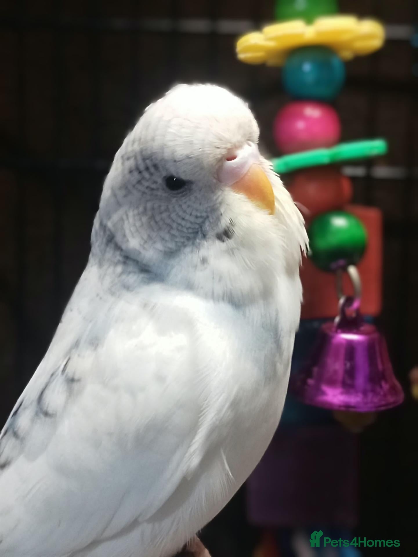 Budgerigars birds Outstanding pet baby budgies priced from £40 - Advert 2