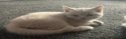 British Shorthair cats for sale: Beautiful British shorthair kittens💖💖 - Advert 3