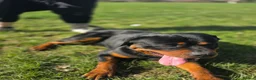 Rottweiler dogs for sale: 2½ Year Old Pure American Rottweiler in Horley - Advert 5
