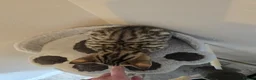 Bengal cats for sale: Male bengal kitten  - Advert 6