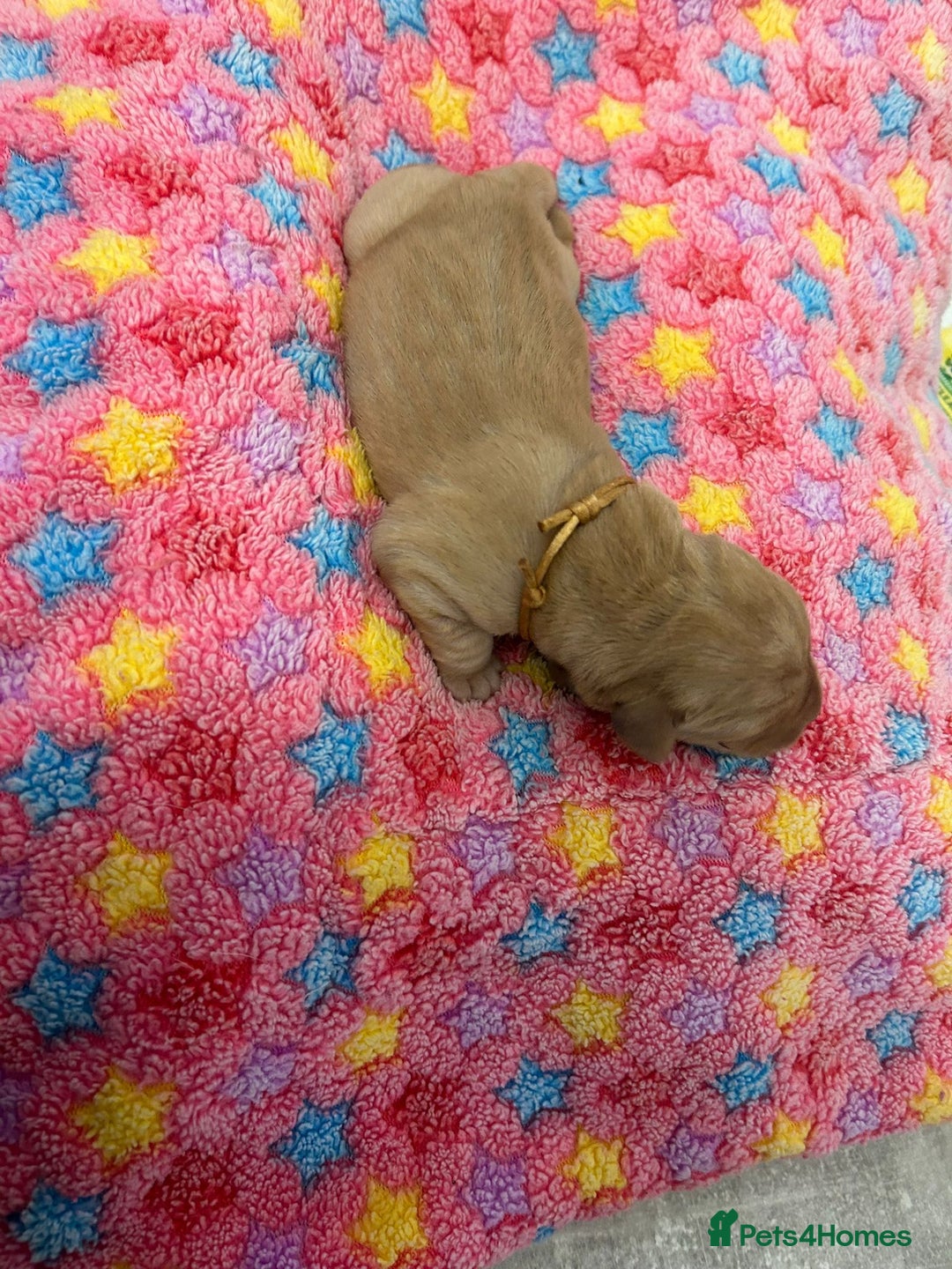 Labrador Retriever dogs for sale: Beautiful pedigree golden Labradors  - Image 14