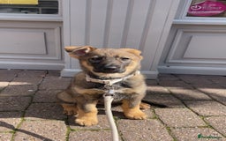 German Shepherd dogs for sale: German Shepard pup looking for forever home  - Image 5