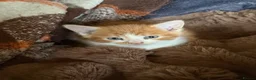 Mixed Breed cats for sale: Kittens Manchester - Advert 16