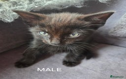 Mixed Breed cats for sale: Mixed breed kittens - Image 14