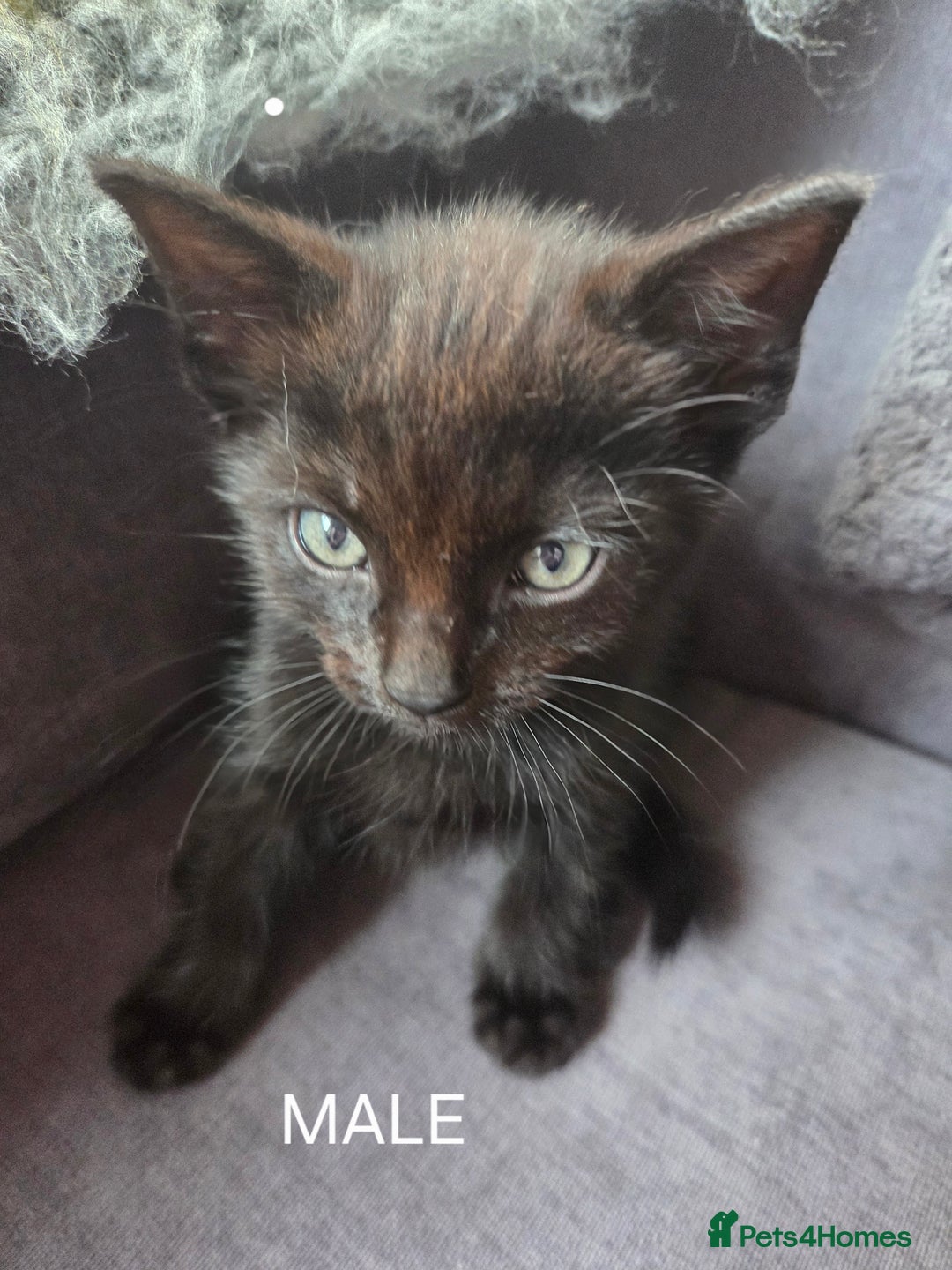 Mixed Breed cats for sale: Mixed breed kittens - Image 14