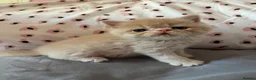 Exotic cats for sale: GCCF Registered Exotic kittens - Advert 1