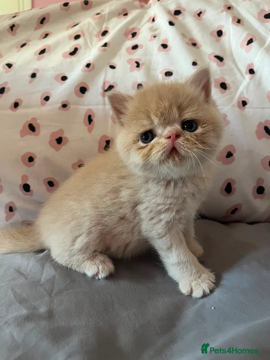 Exotic cats for sale: GCCF Registered Exotic kittens - Advert 1