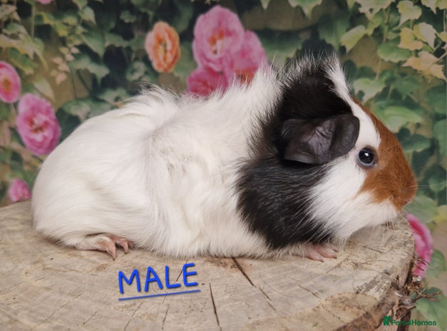 Guinea Pig rodents - Advert 4