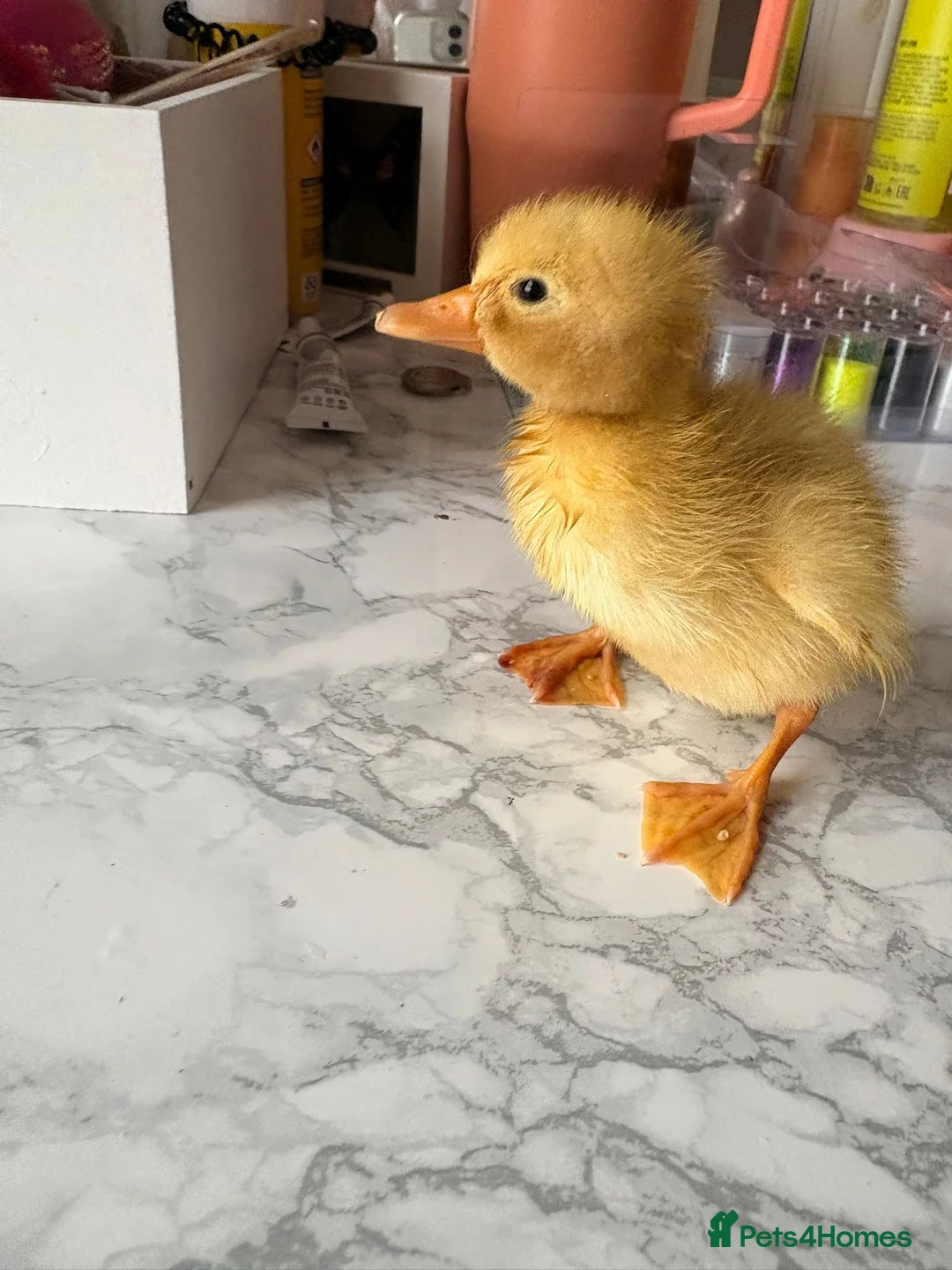 Ducks poultry for sale: Cherry valley ducklings  in Sutton-in-Ashfield - Advert 1