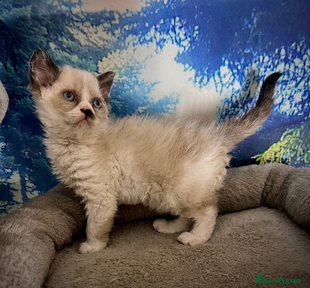 Selkirk Rex cats for sale: Gorgeous Selkirk Rex kittens - Image 13
