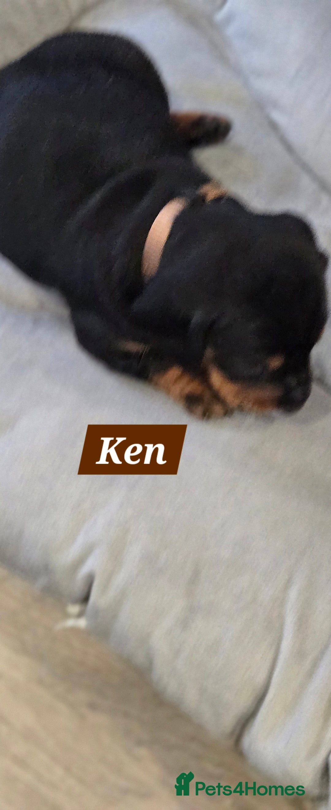 Dachshund dogs for sale: Beautiful Daxis - Advert 20