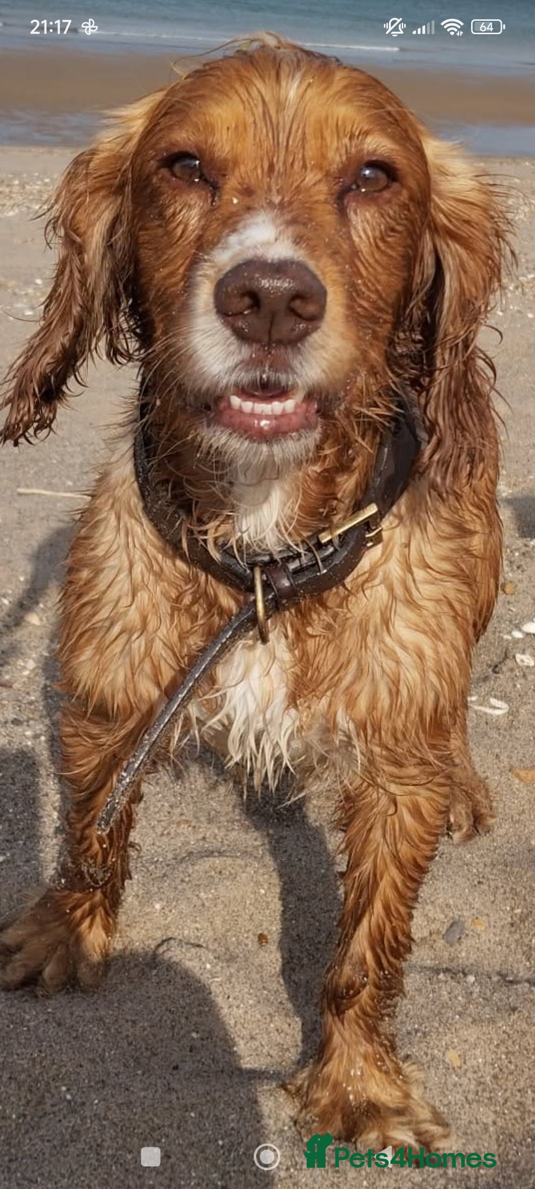 Cocker Spaniel dogs for stud: Proven working cocker spaniel stud very well bred in Sutton-in-Ashfield - Advert 5