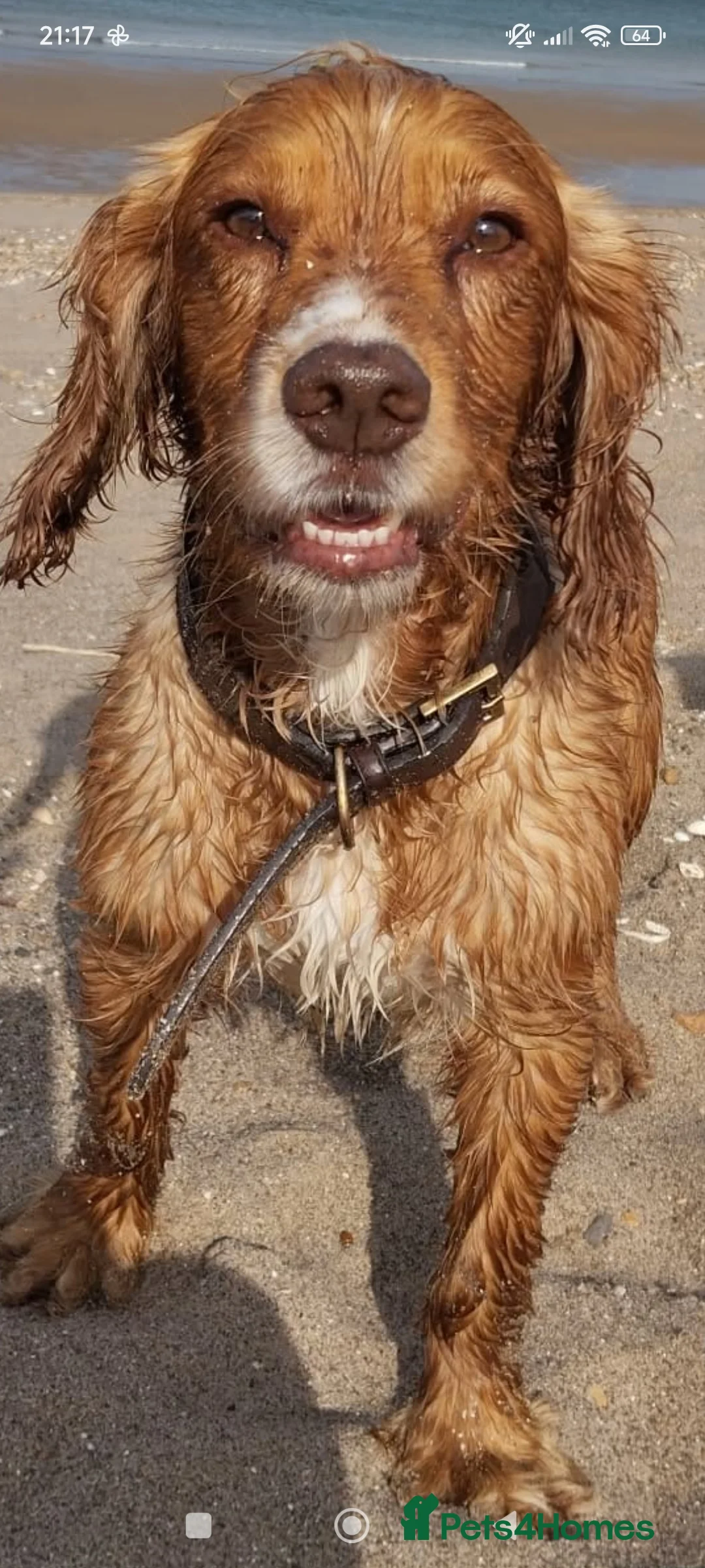 Cocker Spaniel dogs for stud: Proven working cocker spaniel stud very well bred in Sutton-in-Ashfield - Advert 5