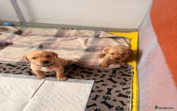 Labrador Retriever dogs for sale: Beautiful litter of Labradors - Image 7