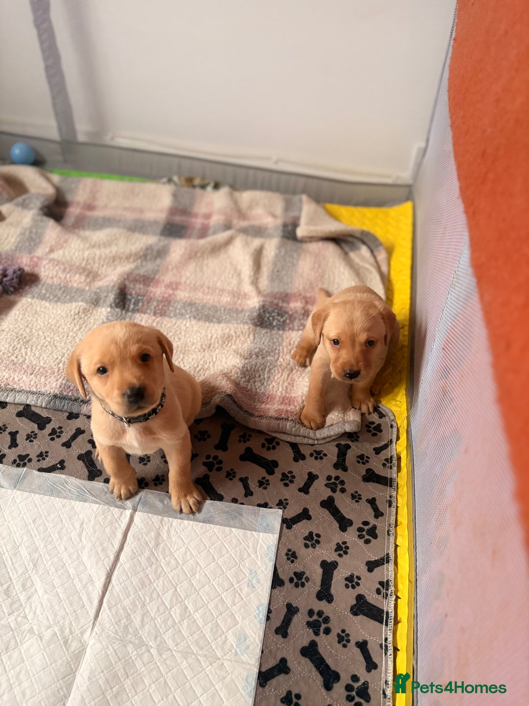 Labrador Retriever dogs for sale: Beautiful litter of Labradors - Image 7