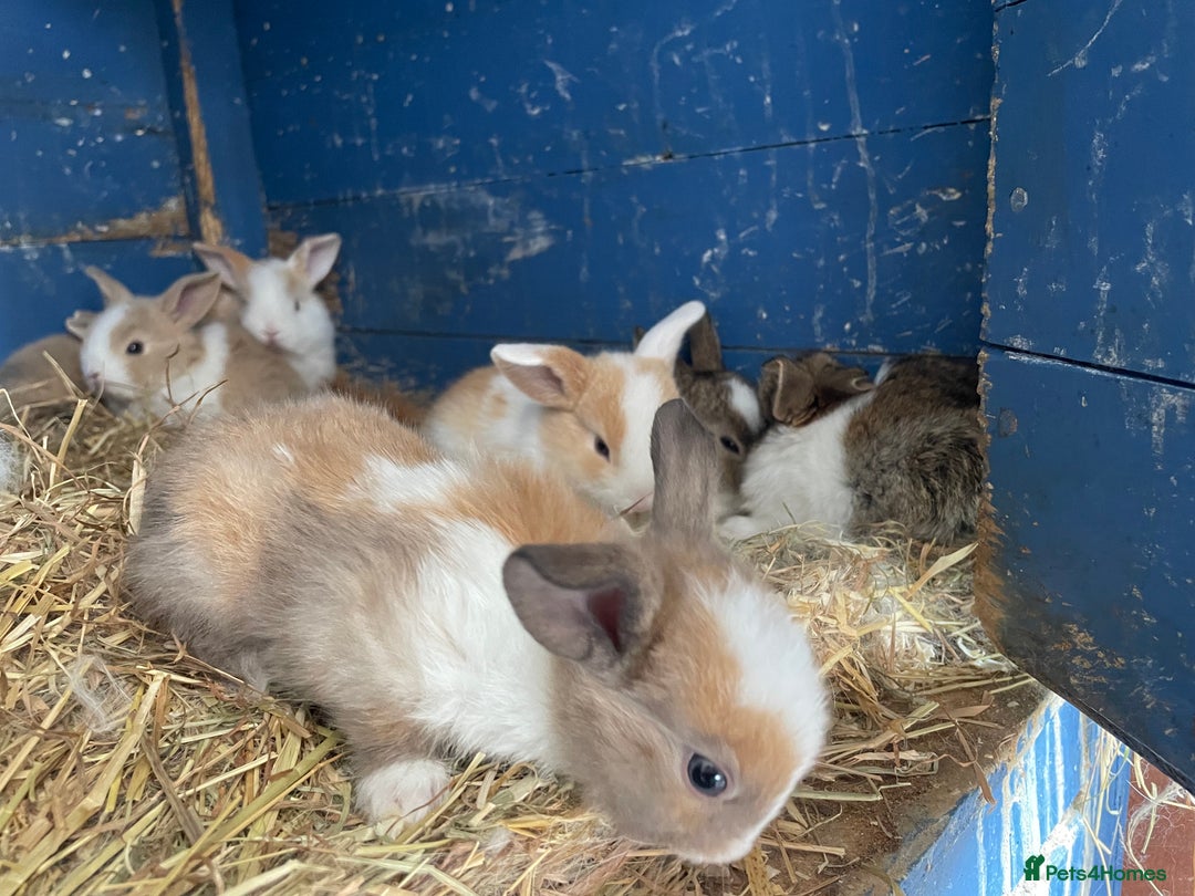 Mini Lop rabbits for sale: Mini lops ready to reserve  - Image 15