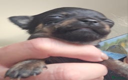 Chihuahua dogs for sale: Beautiful  Blue and Merle Chihuahua  - Image 12