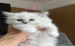 Ragdoll cats for sale: Gorgeous Balls Of Fluff 🥰😻🤗 - Image 8