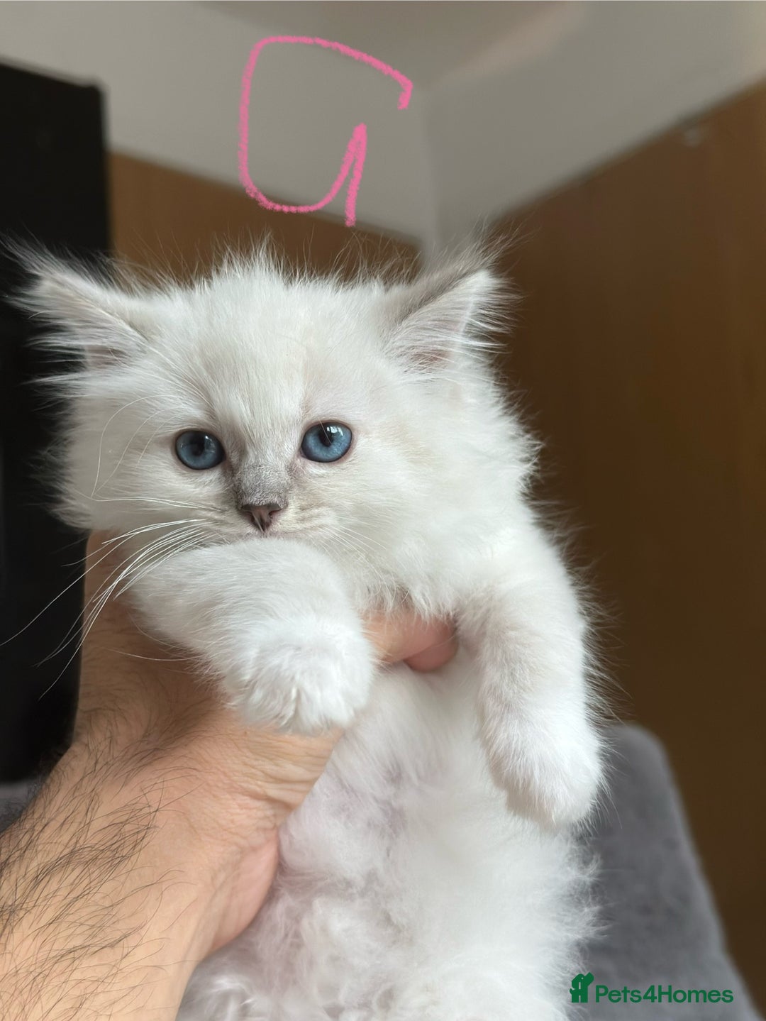 Ragdoll cats for sale: Gorgeous Balls Of Fluff 🥰😻🤗 - Image 8
