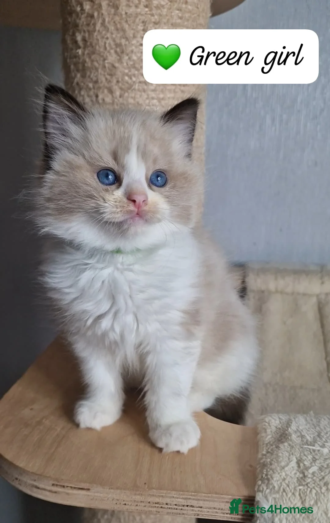 Ragdoll cats for sale: Luxury Kittens-European line Ragdoll - Advert 2