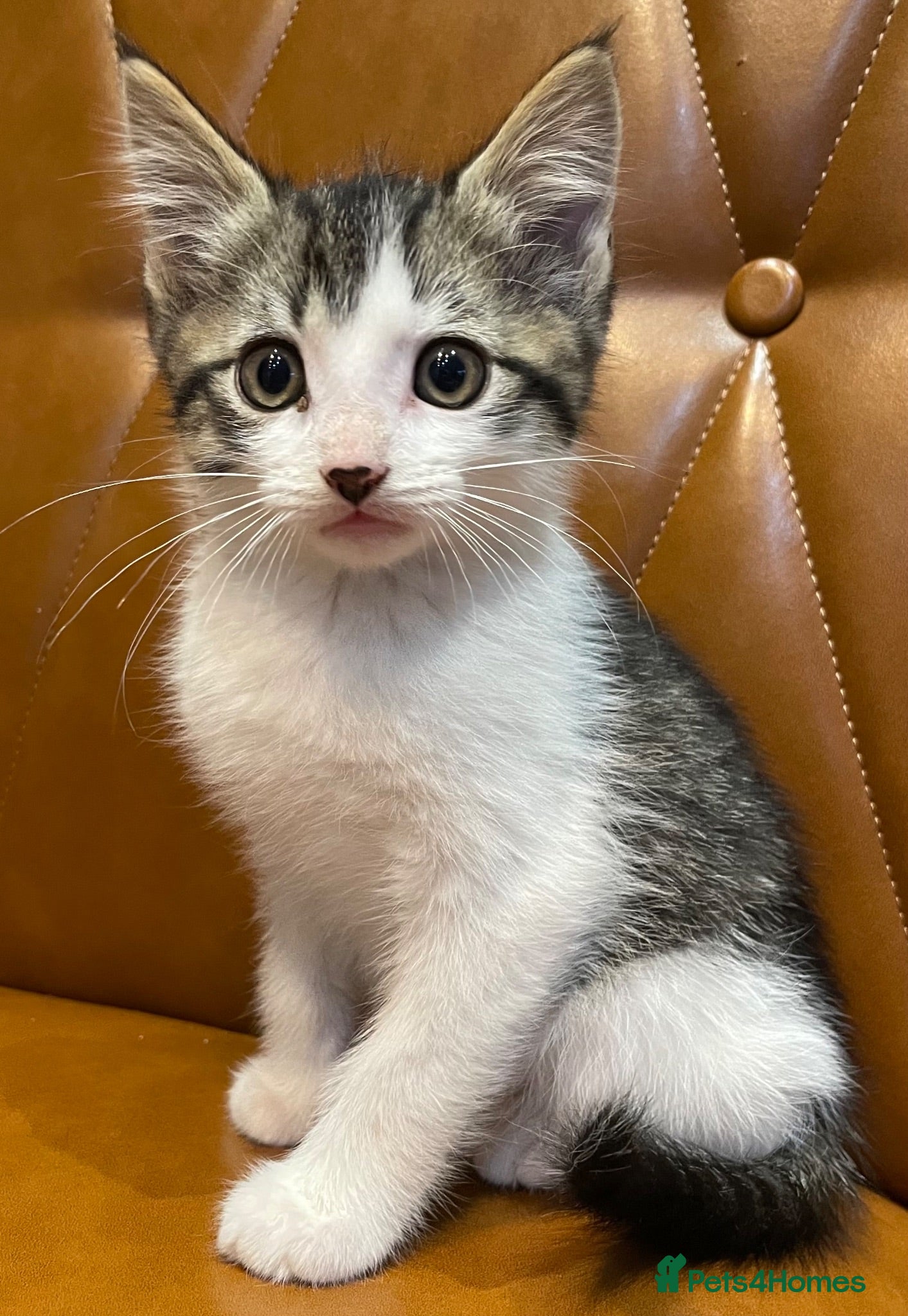 Mixed Breed cats Beautiful kittens need a new home - Advert 1