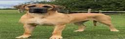 Great Dane dogs for sale: 💛 Beautiful Fawn Great Dane Female 💛 - Advert 2