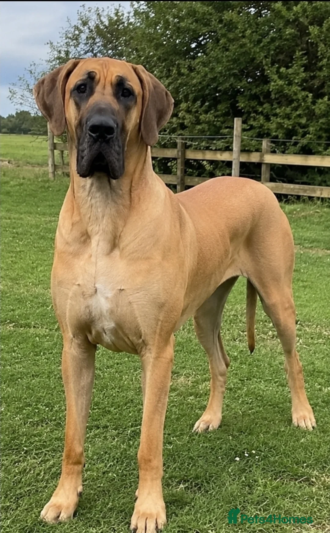 Great Dane dogs for sale: 💛 Beautiful Fawn Great Dane Female 💛 - Advert 2