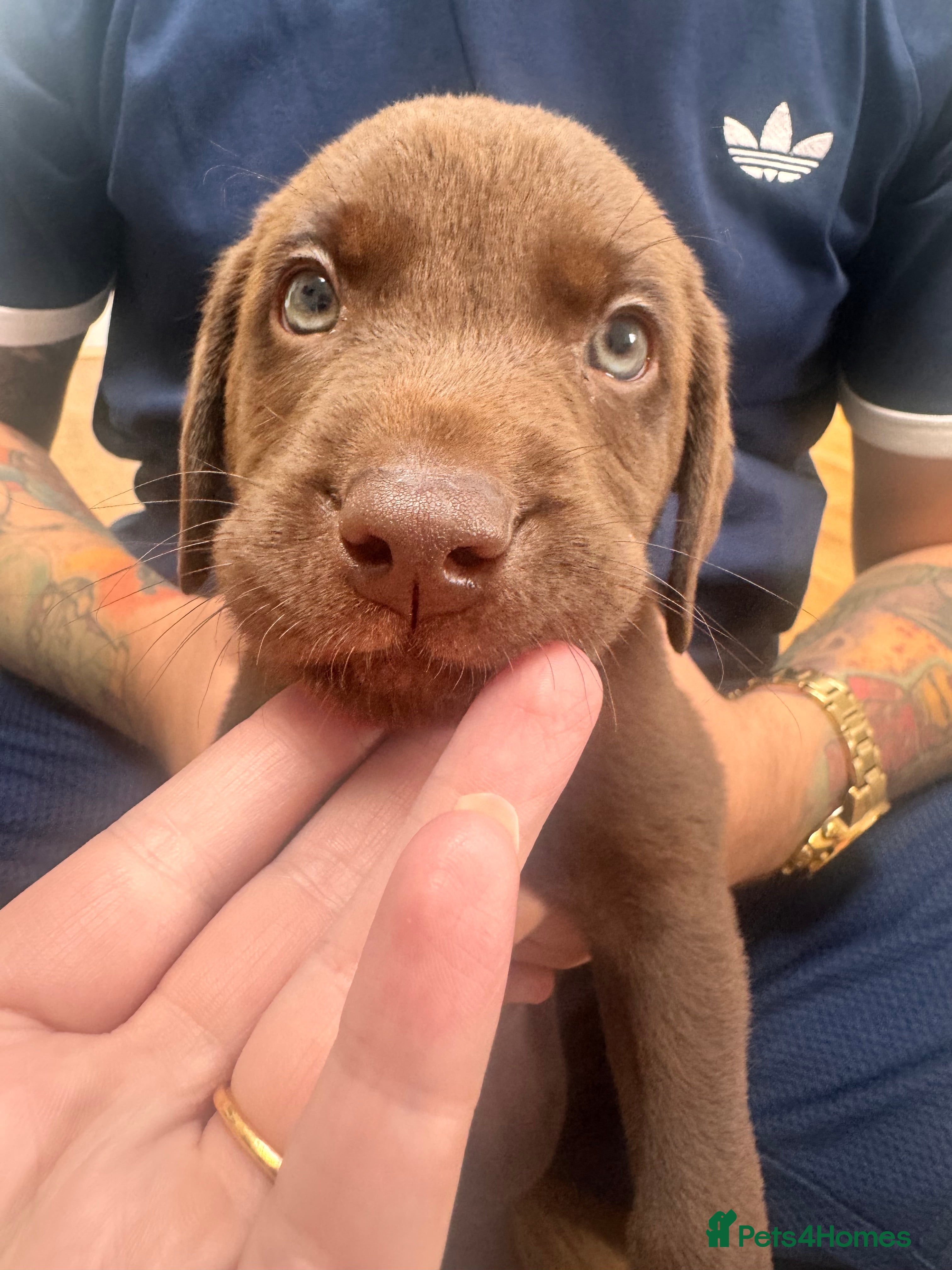 Labrador Retriever dogs BEAUTIFUL KC CHOCOLATE LABRADOR PUPPIES - Advert 2