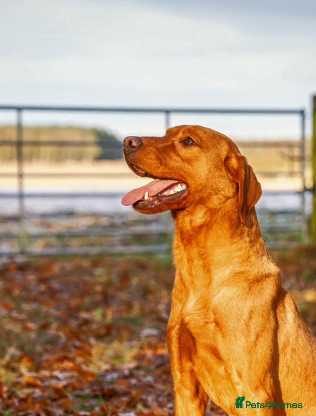 Labrador Retriever dogs for stud: Kc Regestered fully health tested labrador stud in Newark - Advert 7