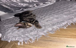 American Shorthair cats for sale: Tabby Kitten  - Image 24