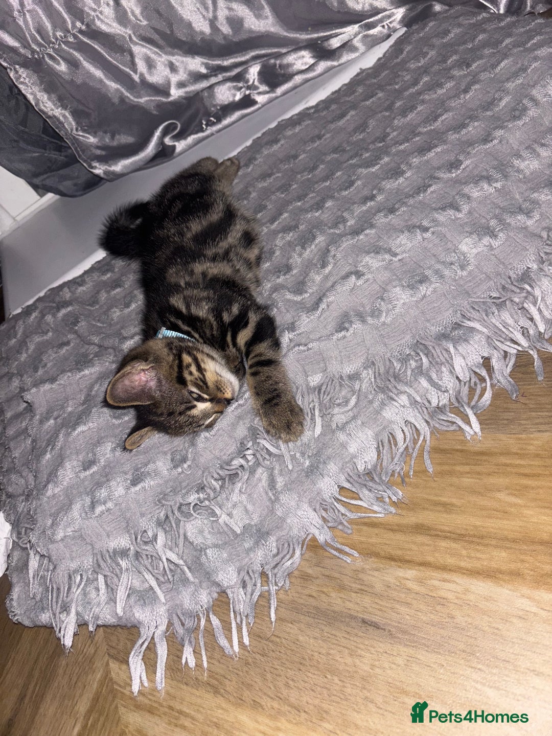 American Shorthair cats for sale: Tabby Kitten  - Image 24